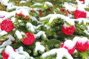 Colorful baubles and red rowanberries on spruce branch with snow. Christmas tree decoration. Composition for winter holiday. Fir twigs with red berry and balls photo