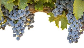 hermosa lozano vino uvas y hojas en el viñedo frontera aislado en un blanco antecedentes. foto