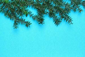 Green spruce branch on blue background with copy space. Christmas tree decoration. Winter holiday card. New year concept. Fir, pine twig close-up photo