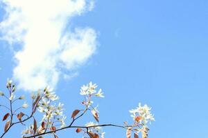 Blooming bush on a blue sky background. Beautiful branches in clear spring day at city park. Jasmine white flowers bush in full bloom at garden photo