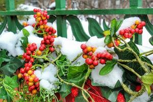 Ice and snow on winter berries background. Christmas branch with red rowanberry. Frozen ashberry photo