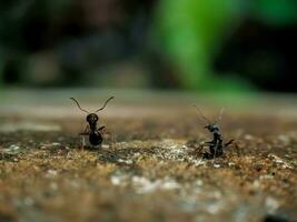 macro foto de dos negro hormigas en un áspero cemento pared superficie