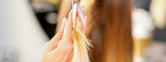 The hairdresser cuts the ends of female hair with scissors. Concept of beauty salon services. Cuts hair tips. photo