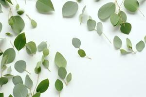 Eucalyptus leaves on white background. Flat lay, top view, copy space. photo