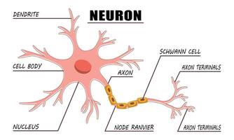 Neuron Anatomy of Human Cell Line Art Vector and Illustration Design. Neuron Anatomy And Human Cell Line Art Design and Creative Kids.