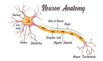 neurona anatomía de humano célula línea Arte vector y ilustración diseño. neurona anatomía y humano célula línea Arte diseño y creativo niños.