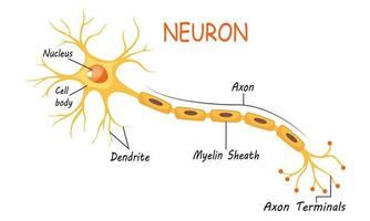 neurona anatomía de humano célula línea Arte vector y ilustración diseño. neurona anatomía y humano célula línea Arte diseño y creativo niños.