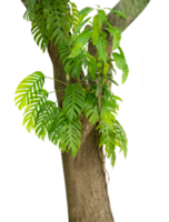 trees with creeping tropical plants png