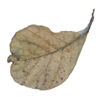 dried leaf isolated for design element png