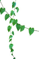 hanging plants with the shape of heart leaves element png
