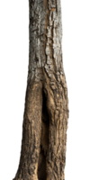 natural tree trunk isolated element png