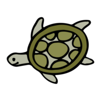 illustration of a turtle png