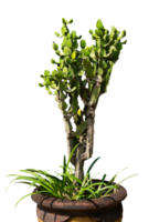 cactus en una olla aislada png