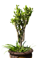 cactus dans un pot isolé png