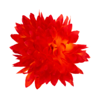 red dahlia flower isolated element png