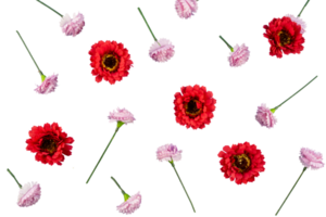 abstrakt gerbera daisy blommig mönster png