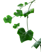 Ivy plant creeper isolated ornament png