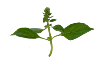 basil leaves with flowers isolated png