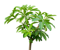 Jeune arbre avec luxuriant feuilles isolé png