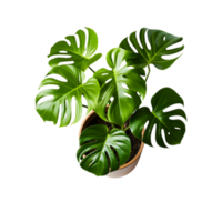 monstera casa plantar dentro Panela topo visualizar, ai gerado png