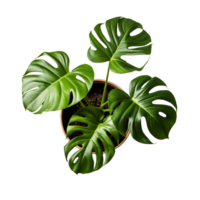 Monstera in a pot top view, ai generated png