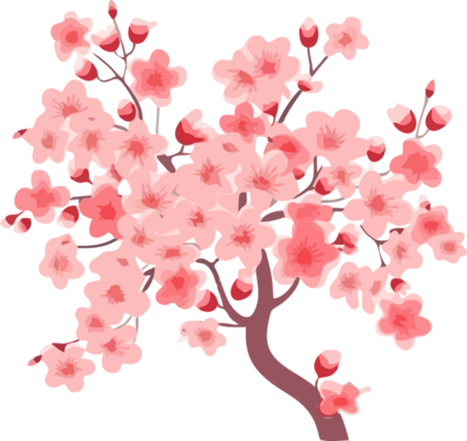 sakura-cherry-blossom-flower-