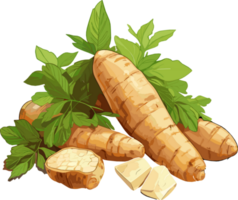 Cassava root tuber illustration png