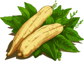 Cassava root tuber hand drawn illustration png