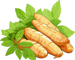 Cassava tuber with leaves hand drawn illustration png