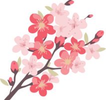 decorativo Cereza florecer flor png