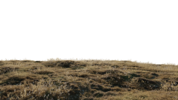 schön Landschaft von trocken Gras png