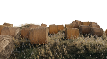 beautiful landscape of dry grass png