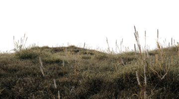 beautiful landscape of dry grass png