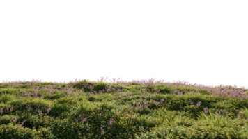 magnifique herbe et fleurs paysage png