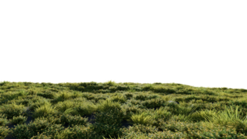 schön Gras und Blumen Landschaft png