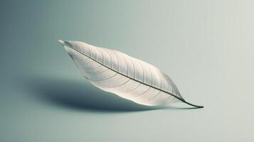 leaf on a white background photo
