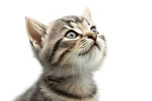 Cute kitten sitting looking up on white background. AI Generative photo