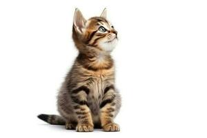 Cute kitten sitting looking up on white background. AI Generative photo