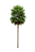 palmboom geïsoleerd png