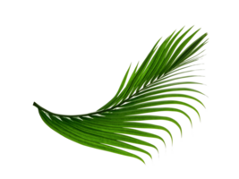 Green leaves pattern,leaf palm tree isolated png