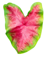 le foglie modello di caladium o cuore di Gesù foglia isolato png