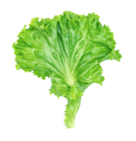 Grün Grüner Salat Blätter isoliert png