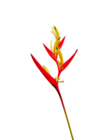 tropical heliconia psitácoro flores aislado. dorado antorcha png