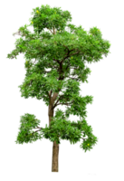 verde albero isolato png