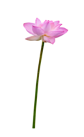 mooi roze water lelie of lotus bloem geïsoleerd png