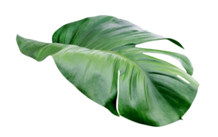 vert feuilles motif, feuille monstera isolé png