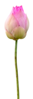 lindo Rosa água lírio ou lótus flor isolado png