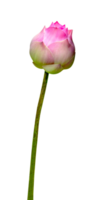 schön Rosa Wasser Lilie oder Lotus Blume isoliert png