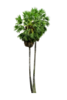 palm tree isolated png