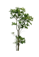 árbol verde aislado png